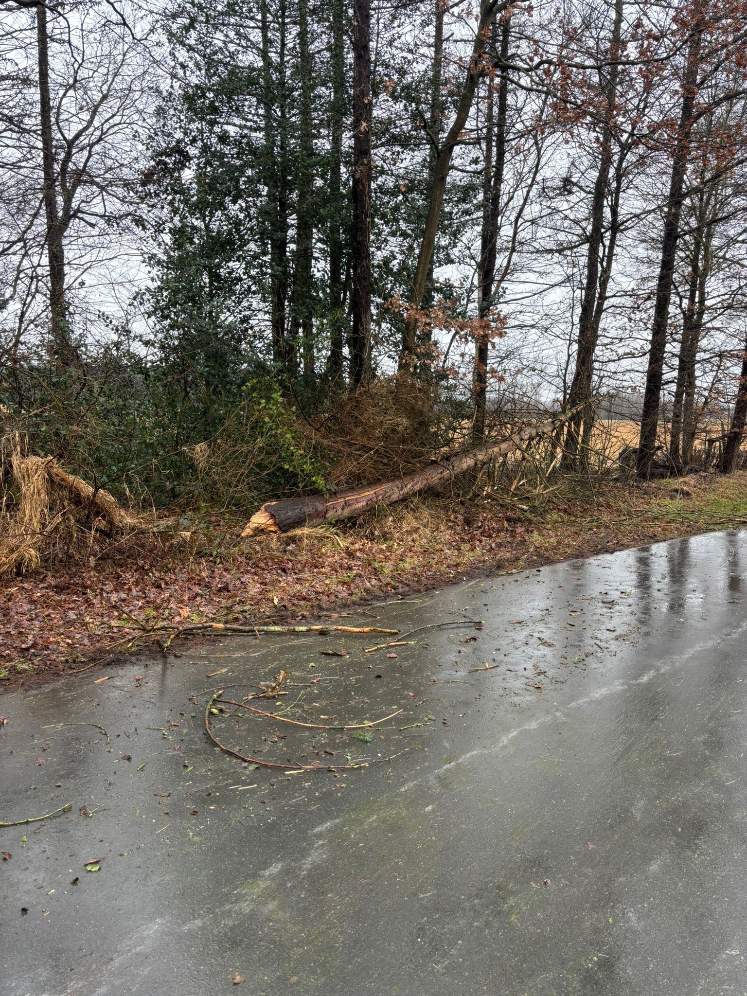 Baum auf Fahrbahn Forststraße